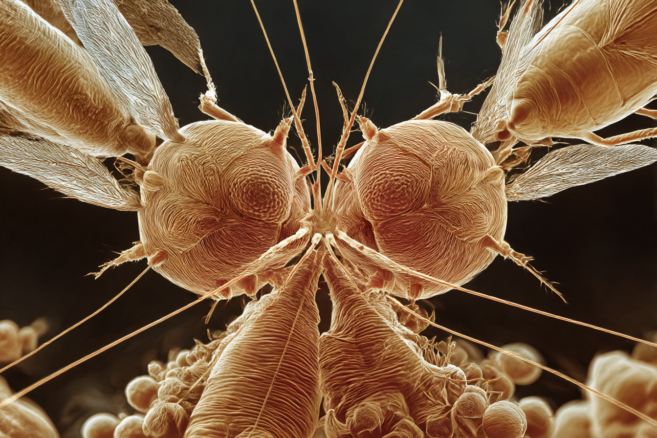 im1979_What_Parasites_Taught_Me_About_Workplace_Relationships_bf267d57-9a84-4e95-92d4-9796c2363396_1
